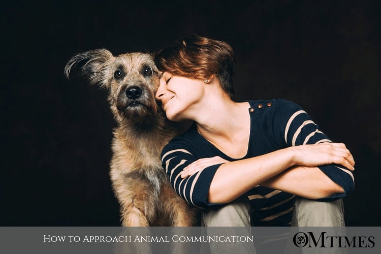 How to Approach Animal Communication