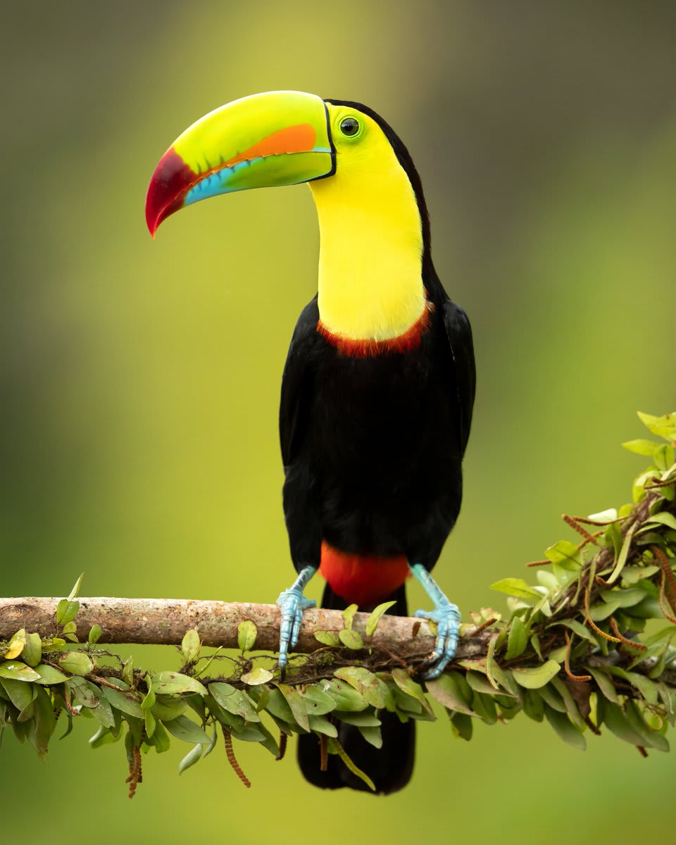 Image by Milan Zygmunt (IG: milanzygmunt) The toucan's bill is a natural showstopper, but its main function comes into focus at dinnertime! This bird cleverly uses the serrated edge of its beak to peel and eat fruit 🍊