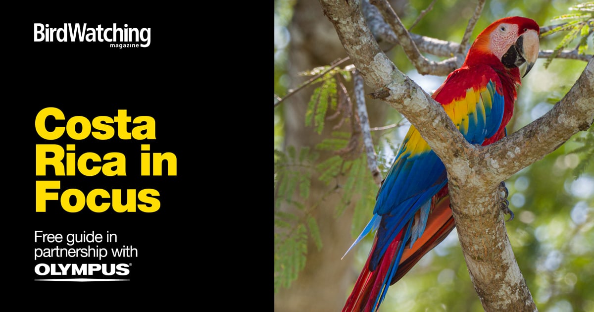 Of all the places around the world to find and photograph birds, Costa Rica is unmatched in many ways. In this free guide, get advice for a successful photography trip to Costa Rica, including seven incredible bird photography locations. Download now: