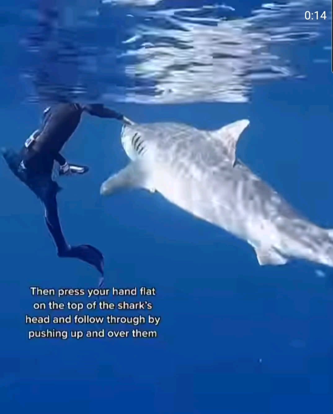 Whenever you find yourself in the water with a Tiger Shark, here's a great skill to learn.