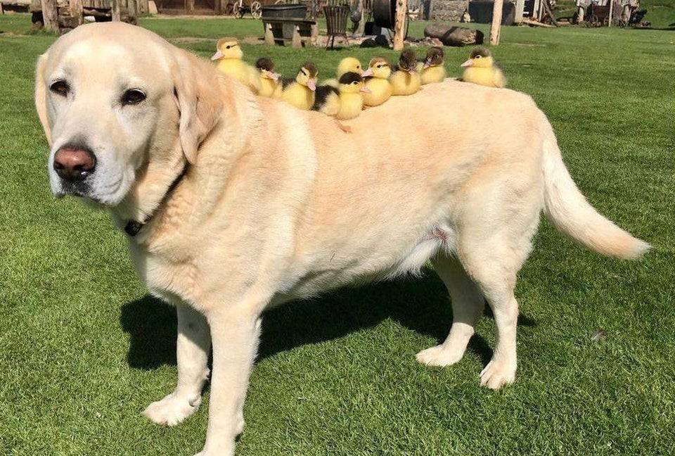 This labrador is friends with ducklings