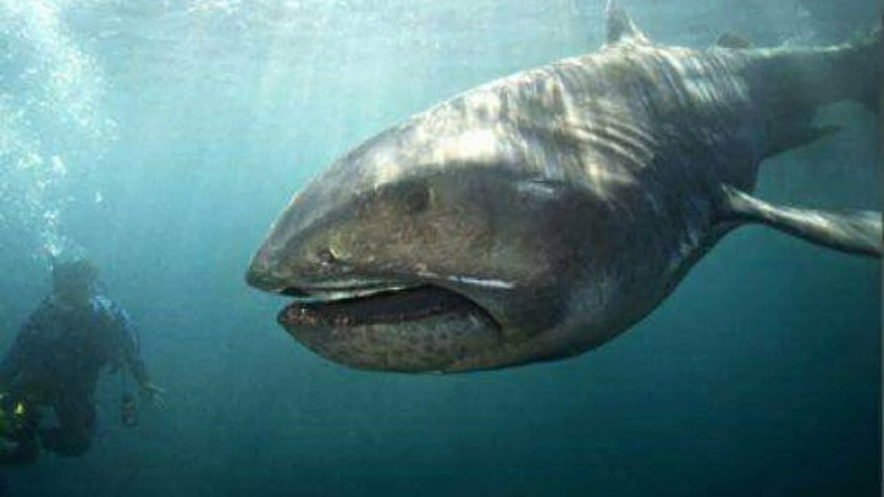 Megamouth Shark - Fascinating Facts About The Enormous Mouth Sea Creature