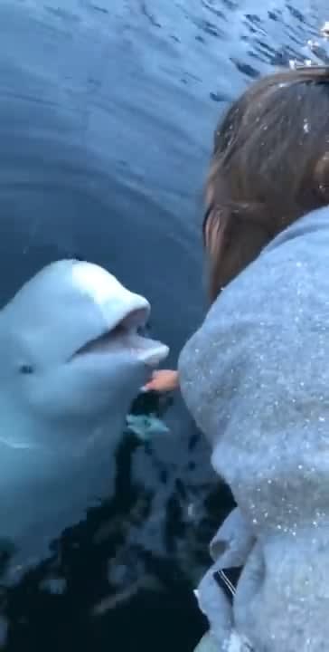 Gentle Beluga whale returns the phone which a girl dropped.