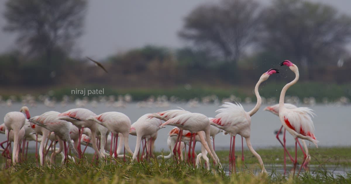 Greater Flamingos In Gujarat
