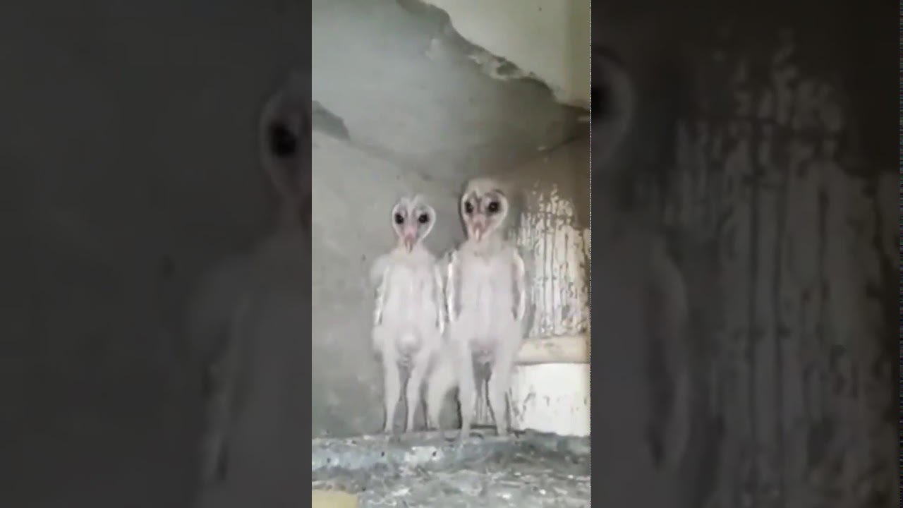 Alie... Owl Babies