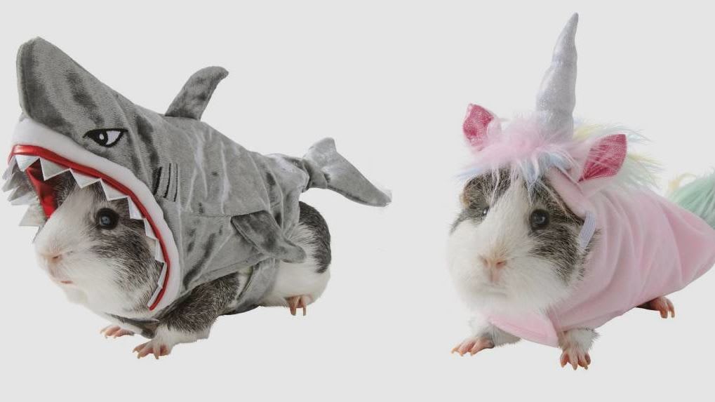 PetSmart Is Selling Guinea Pig Costumes for Halloween