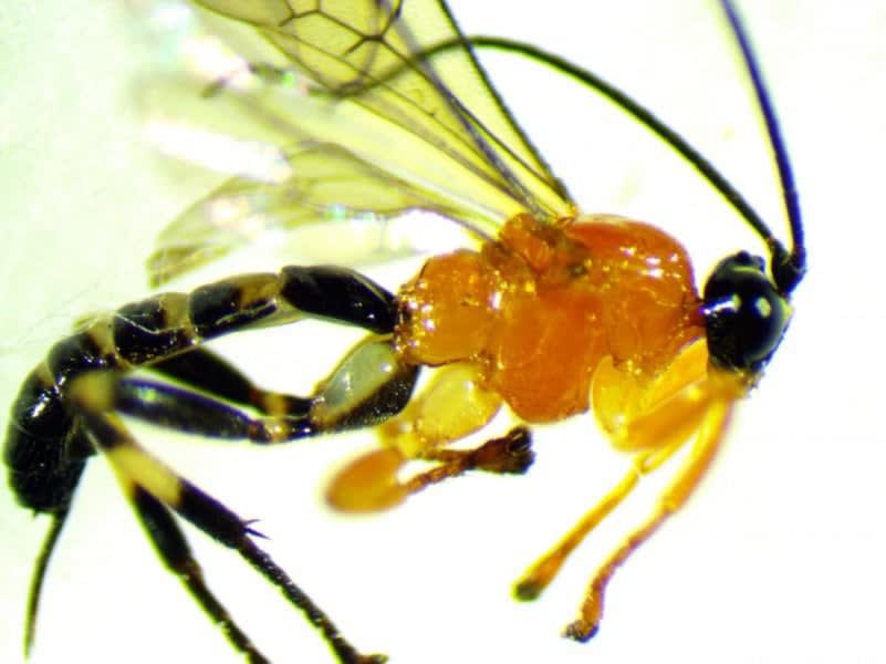 These Wasps Hijack Spiders' Brains And Make Them Do Their Bidding