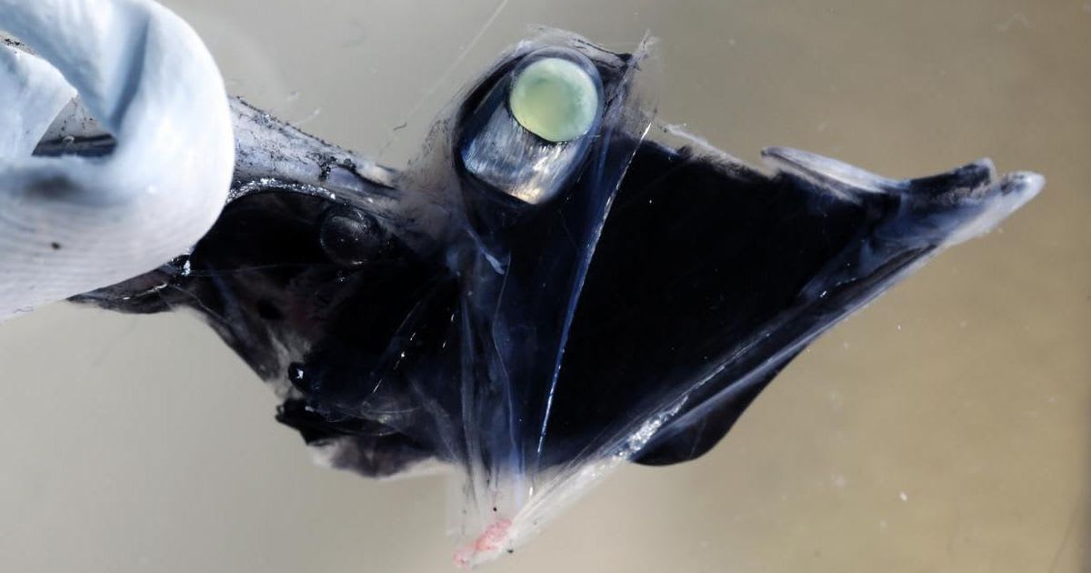 Scientists discover nightmare fish in the deep, dark ocean can see in color
