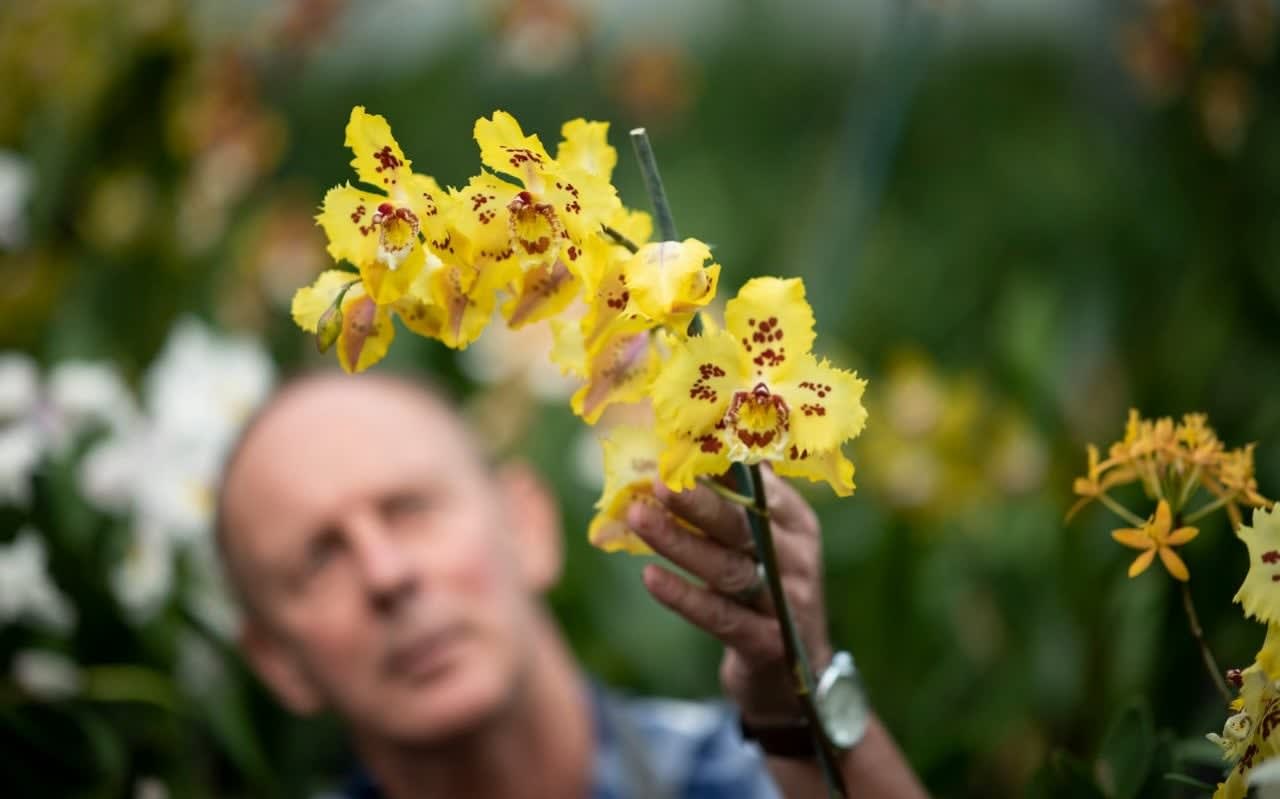 Decline in greenhouses because gardens are getting smaller, Gardeners World event hears, amid fears that orchids will be killed off
