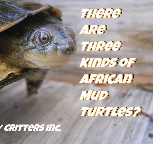 African Mud Turtle East, West, and Helmeted. Lots of info!
