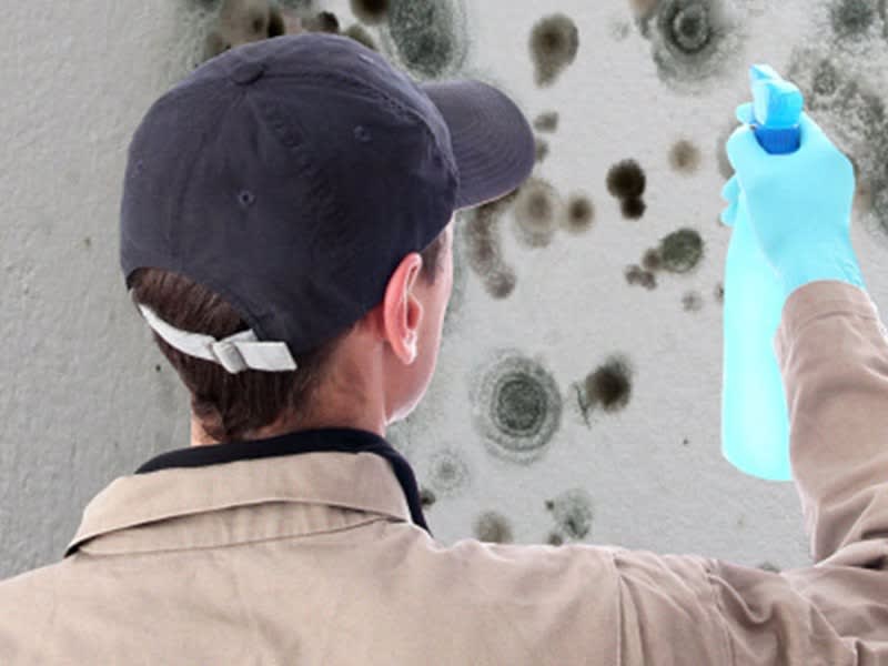 Ever Felt Queasy Because of Mold Effected Home?: Mold Removal Service is the Convenient Solution: