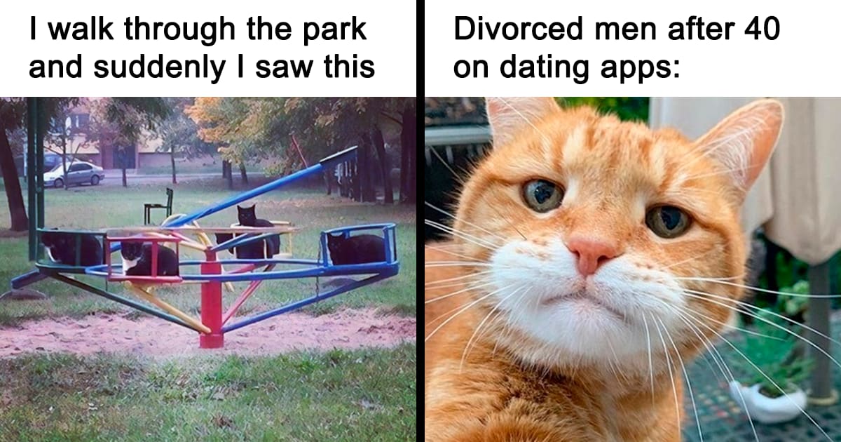 This Online Group Is Sharing The Best Cat Posts, Jokes, And Memes (50 Pics)