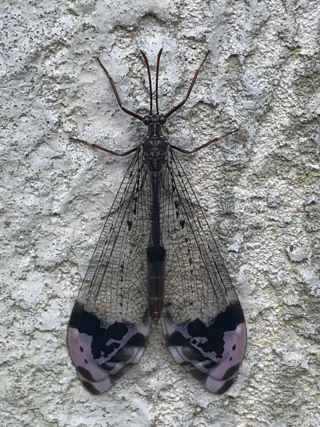 Really cool Lacewing I found