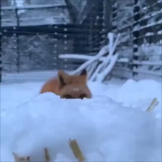 Fox attack