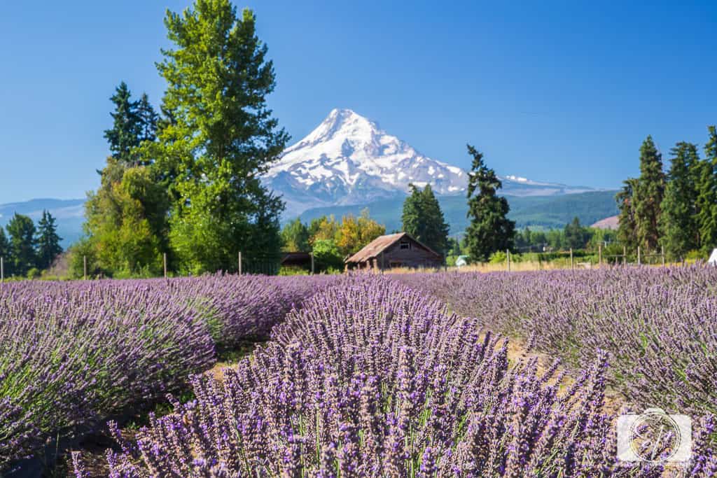 5 of America’s Most Unique Lavender Fields and Farms