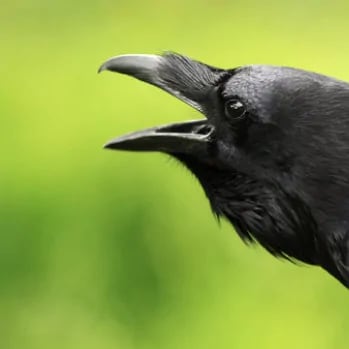 Smarter than the average 4-year-old? Raven intelligence at heart of new study