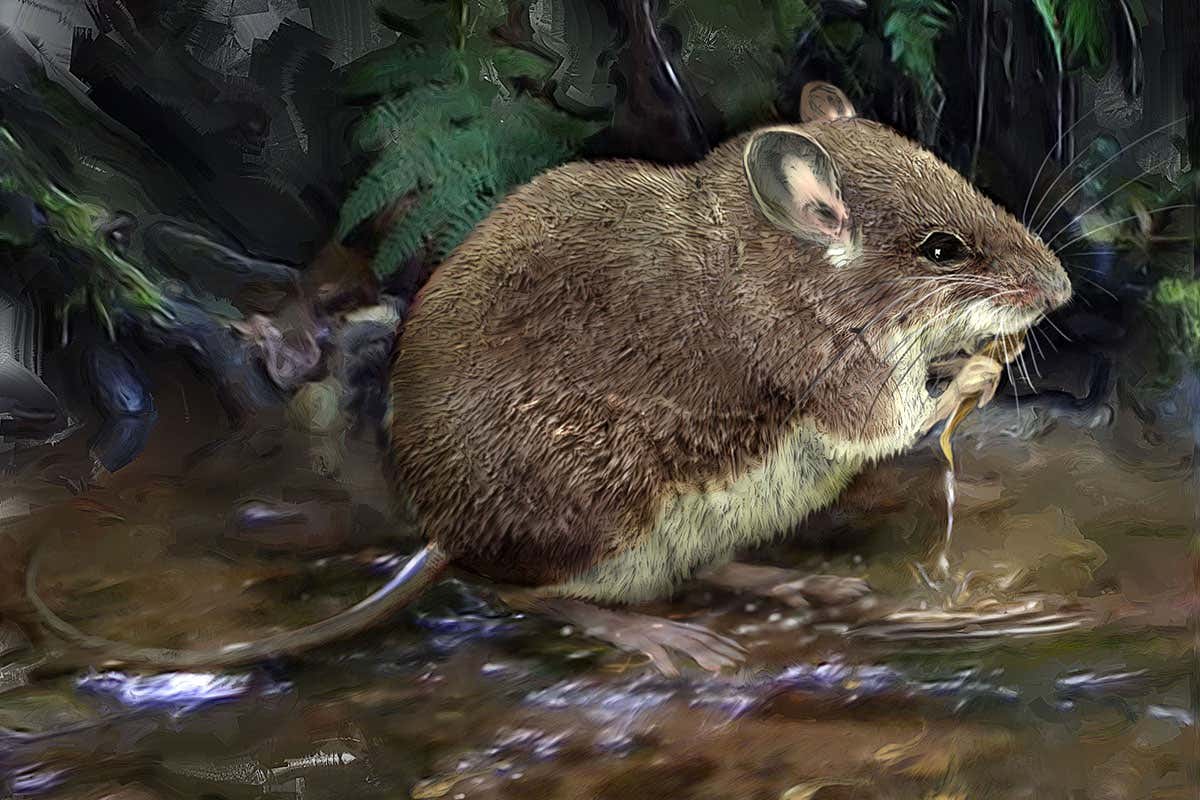 Rat that uses whiskers to hunt underwater prey is really four species