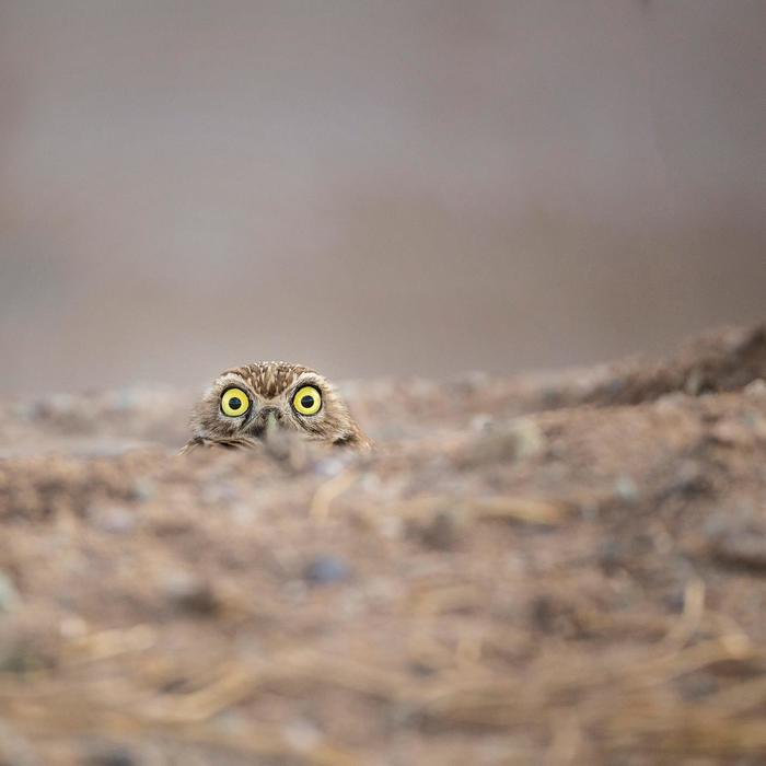 Comedy Wildlife Photos Of The Year