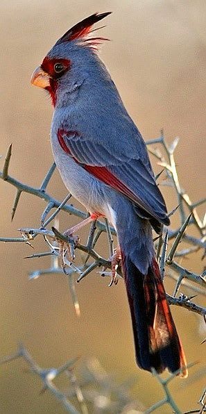 Desert #Cardinal - #Birds | Pet birds, Beautiful birds, Colorful birds
