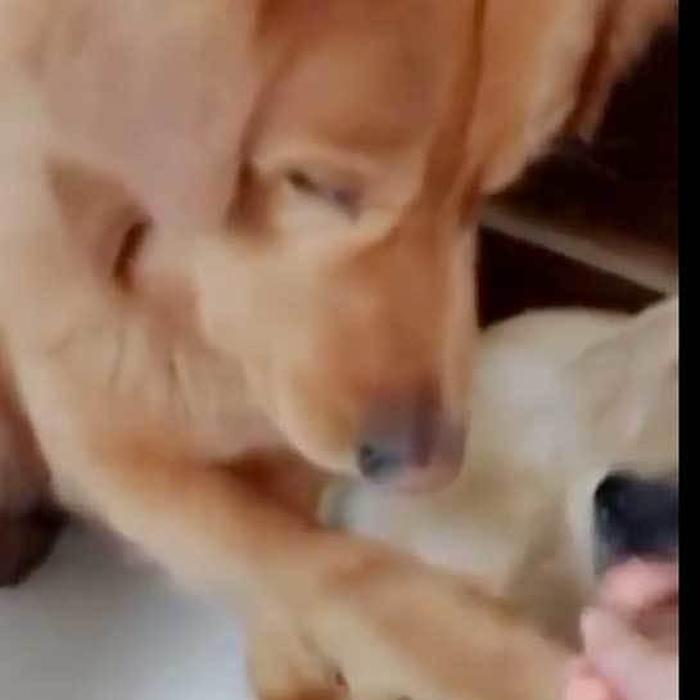 Nice dog allows its little friends to eat first