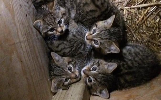 First wildcat kittens in new reintroduction project to be released in England for first time in 150 years