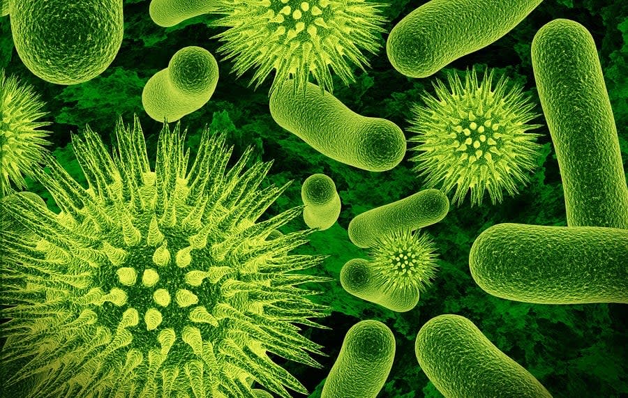 Gut bacteria could be blamed for obesity and diabetes