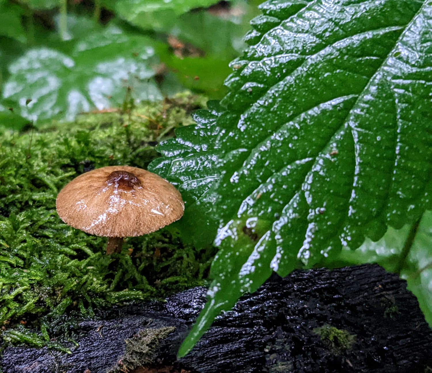 I love to photograph mushrooms when it's raining