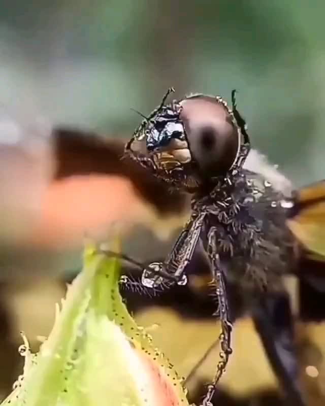 A dragonfly wiping rain from its face. Incredible footage.
