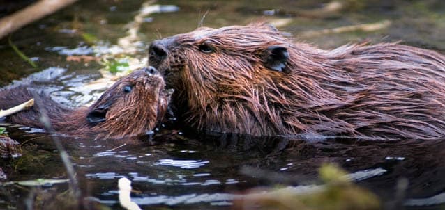 “Beavers! That’s what’s missing.” Read how one Idaho rancher became an advocate for beaver-assisted stream restoration to improve watershed and ecosystem health:
