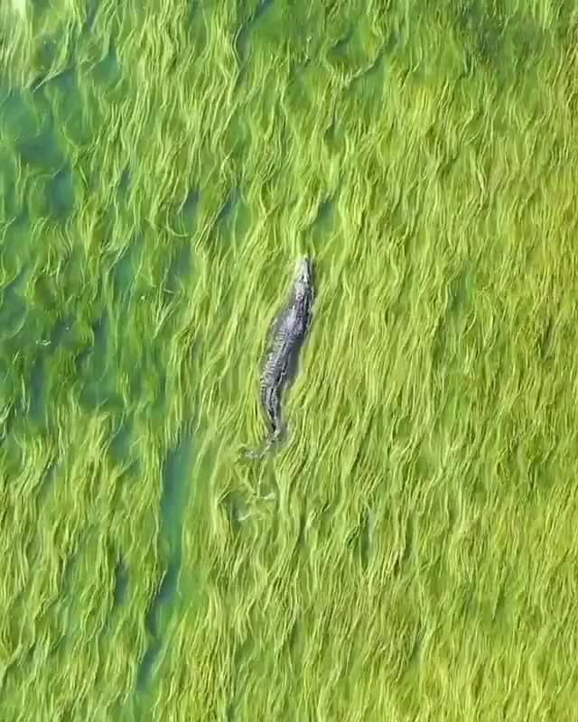 Saltwater croc swimming among seagrass