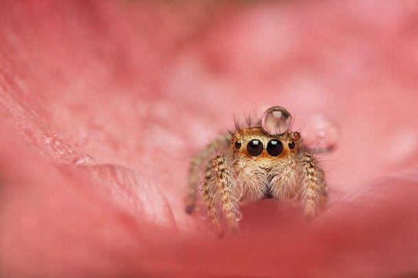 Jumping spiders are the largest family of spiders with over 6000 species. Instead of building webs, they use their superior vision to actively hunt for prey. Before jumping, they attach a silk safety line to whatever they’re standing on. If they miss their target and fall, the line catches them.