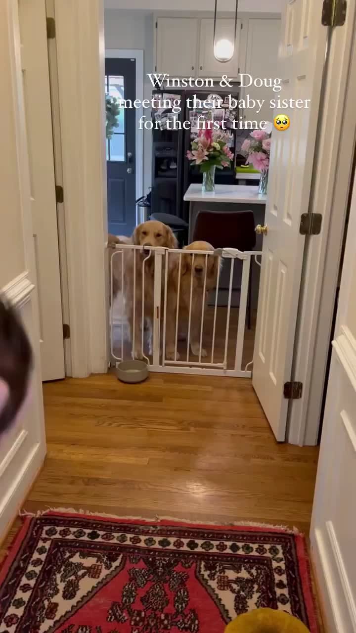 Doggie offering his donut toy to his new baby sister