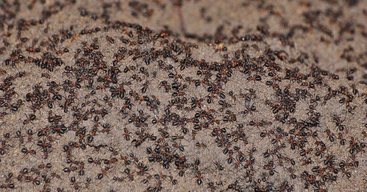 Scientists helped a horde of cannibal ants escape from a Soviet nuclear bunker