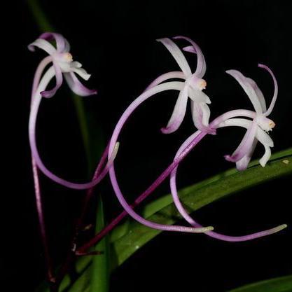 The Art of Protecting Japan's 'Perfect Orchid'