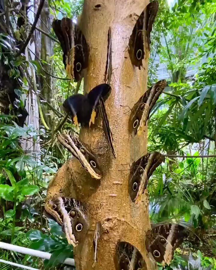 Happy 2021, humans! May this new year nourish & delight you in the way fruit-smoothie smeared on a tree does for our magnificent owl butterflies. (Vid by biologist Tim Wong.) 🦋🎉🍾
