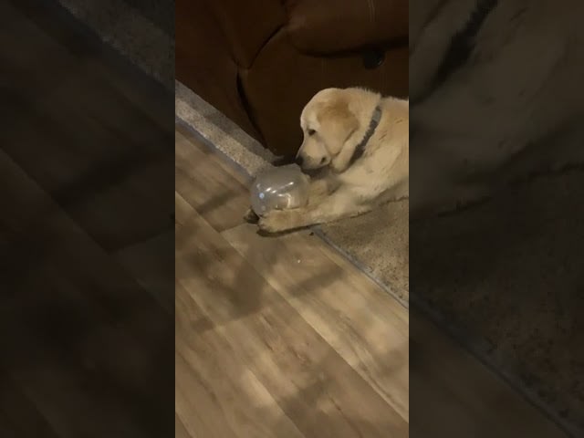 Dog Gets Shocked When Balloon Pops While he Plays With it - 1311896
