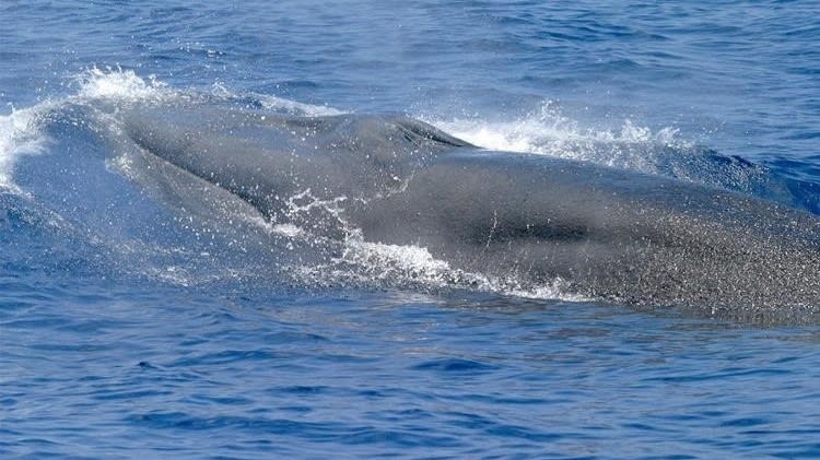 Scientists Identify New Whale Species In Gulf Of Mexico