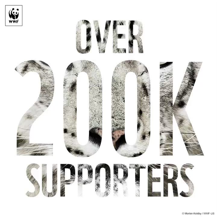Thank you for all your support to help #SaveSnowLeopards! Now's the time for strong action. RT to spread the word