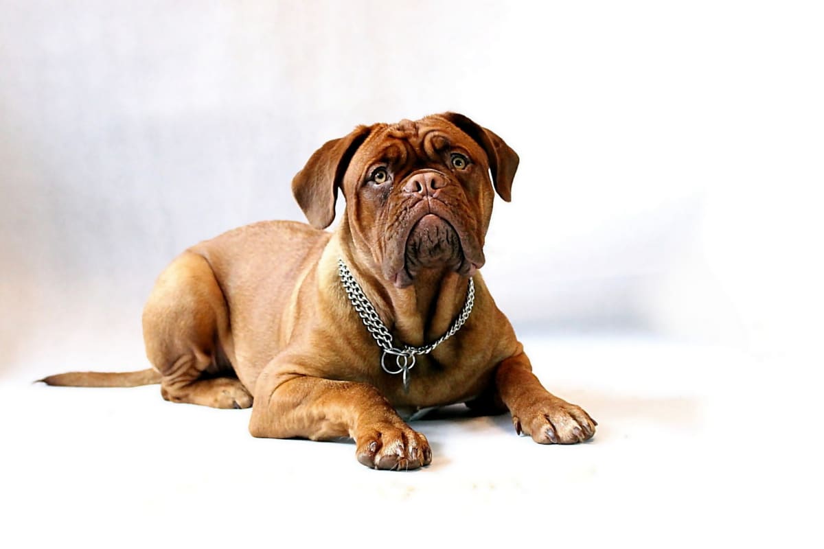 Top 5 Extra Large Dog Beds for Mastiffs