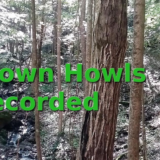 Unknown Howls Recorded in Kentucky