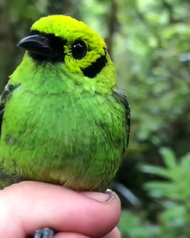 This Ravishing Emerald Tanager