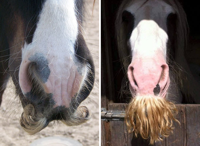 The Gypsy Vanner is a breed of horse that can grow a mustache.