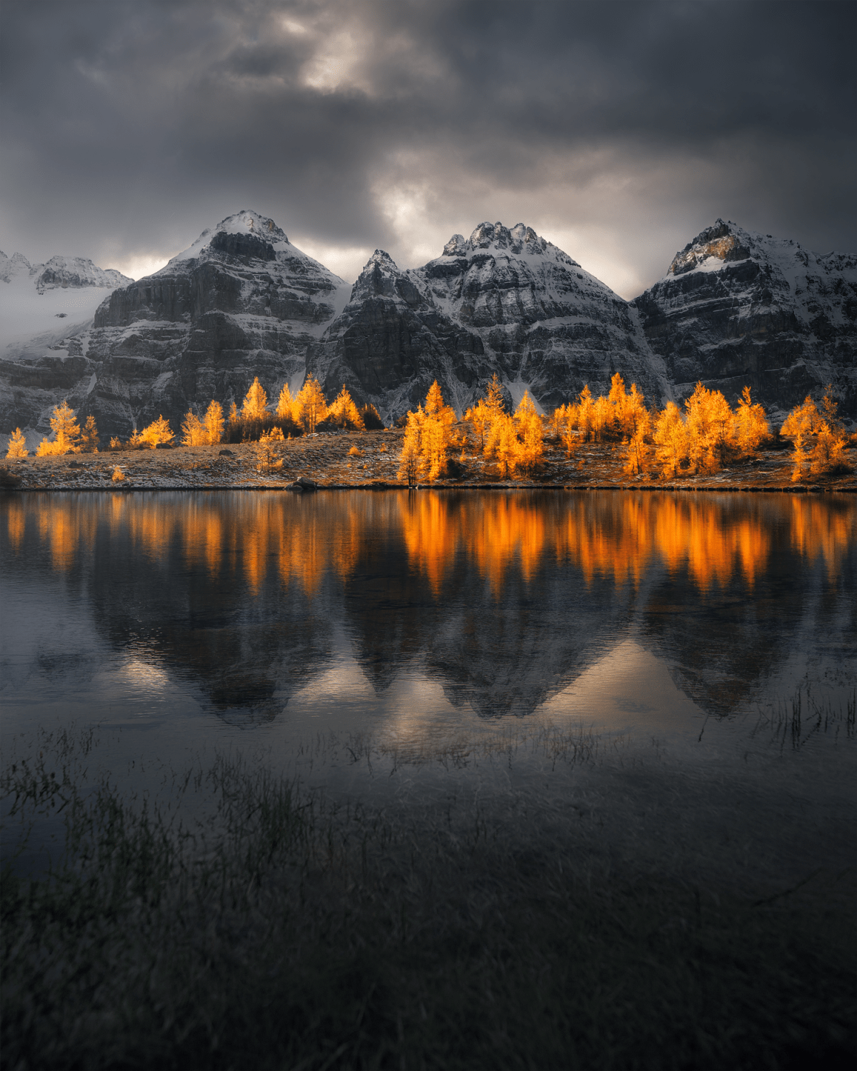 Golden larch trees partially lit up by the sunlight. Valley of the Ten Peaks, Banff, Canada