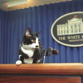February 20 is Cats For President Day