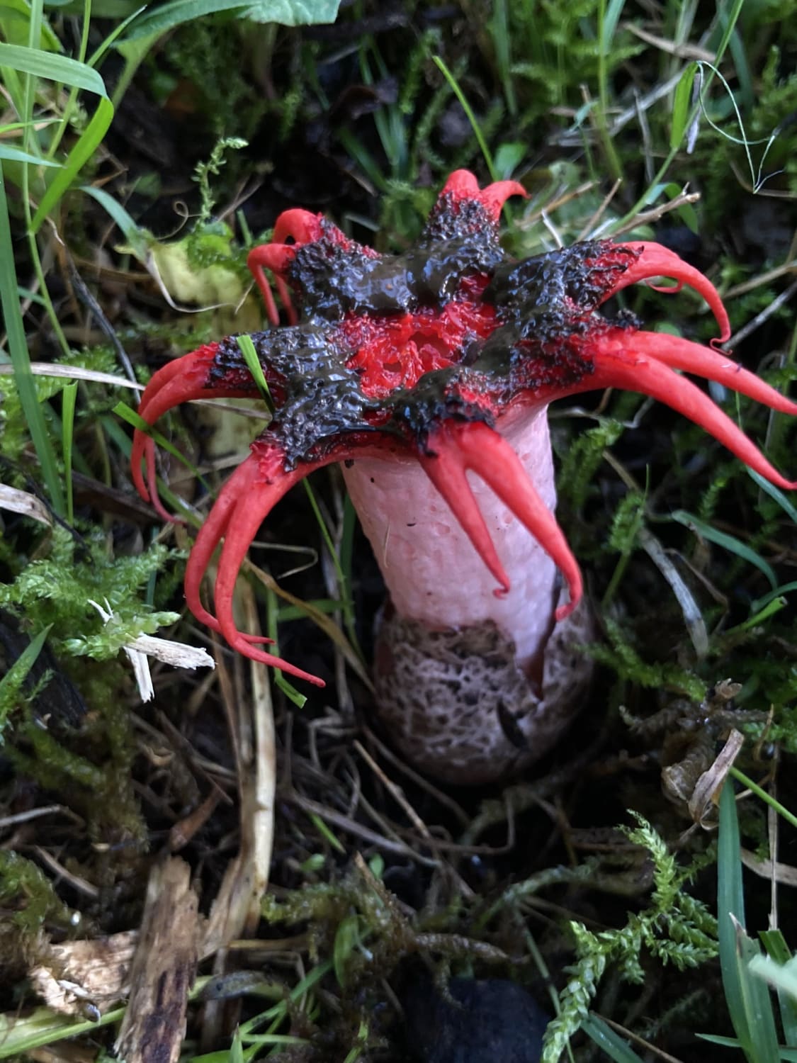Anemone stinkhorn — Aseroe rubra. North Island, New Zealand.