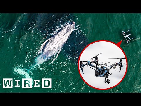 Scientists use drones to collect whale mucus for biological research purposes