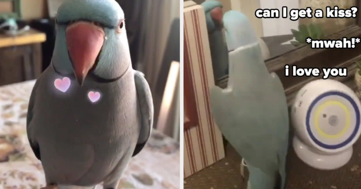This Parrot From TikTok Is So Talented That He Could Honestly Be A Disney Sidekick