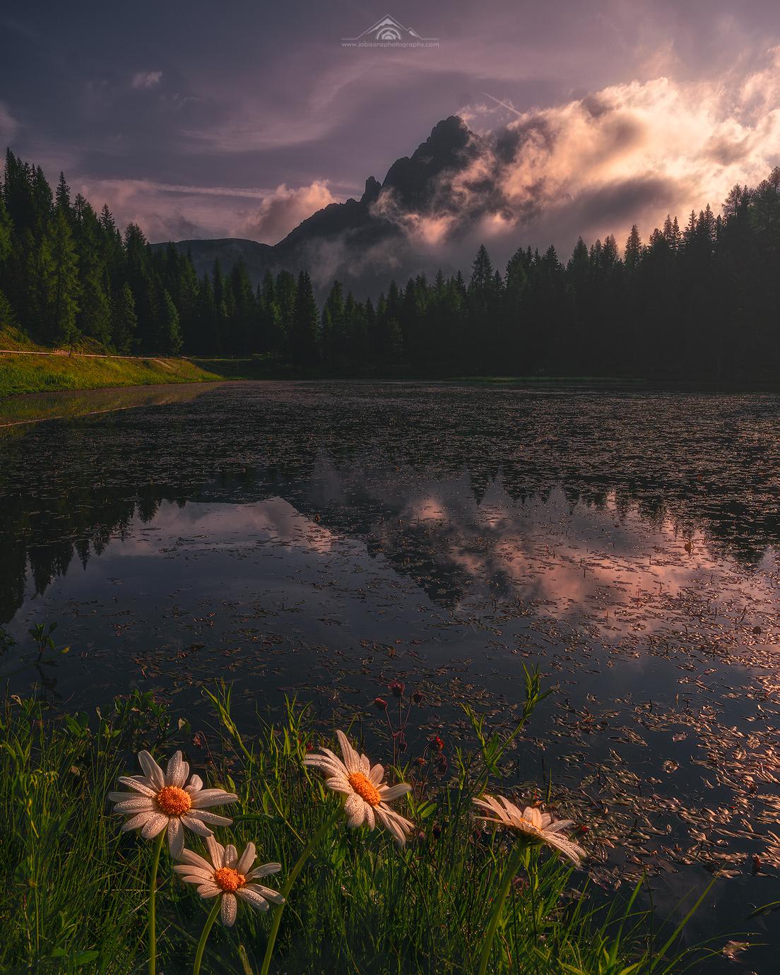 Wild flowers at lake Atorno, Dolomites, Italy