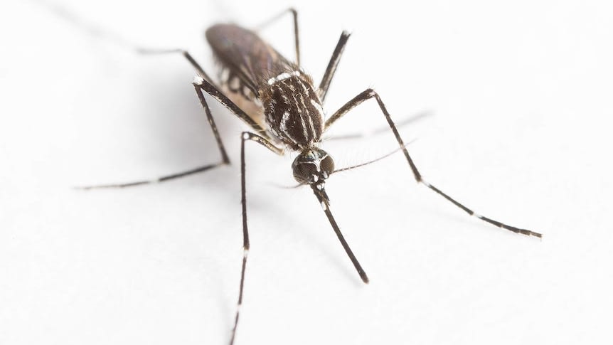 Australian scientists slash dengue fever in Indonesia by infecting mosquitoes with bacteria - Australian scientists may have found the secret to eradicating dengue fever, with a lengthy trial in Indonesia drastically reducing the incidence of the mosquito-borne virus.