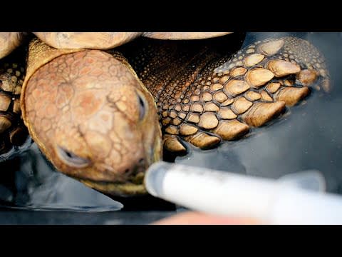 Popeye The Sulcata Tortoise Is Getting Stronger